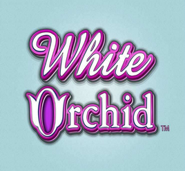 White Orchid